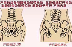 女性盆底解剖常識(shí)