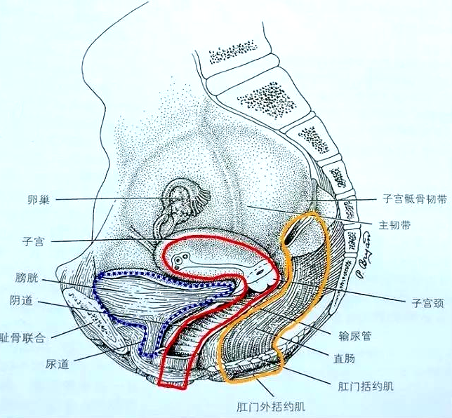 產(chǎn)后恢復(fù)項目中盆腔的“三腔系統(tǒng)”是怎么分界的？