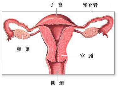 哪些原因會(huì)導(dǎo)致陰道松弛？