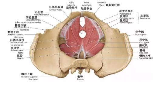 盆底肌康復(fù)治療有用嗎？專家表示，注重方法