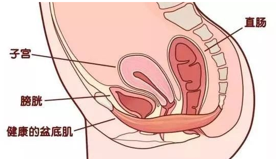 除了腹直肌修復(fù)，盆底康復(fù)也得重視，恢復(fù)好身材