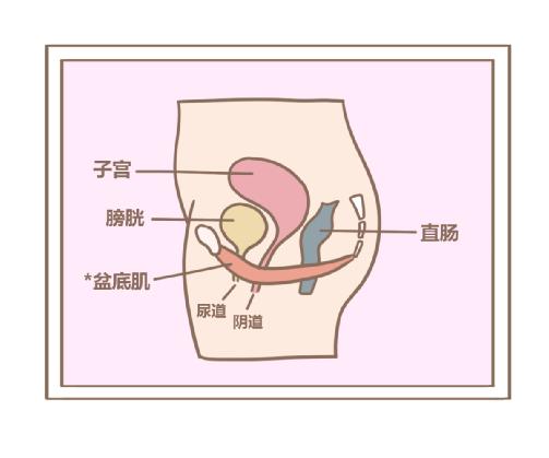 盆底肌修復(fù)儀器.jpg